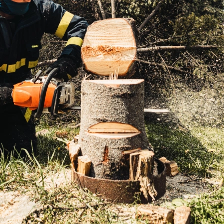 tree removal services icon 1
